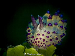 Janolus savinkini
Anilao, Philippines by Yeehoo Wai 